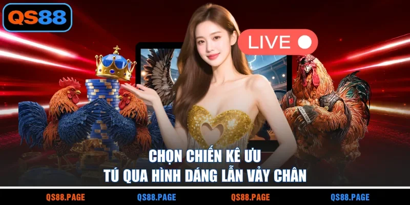Chọn chiến kê ưu tú qua hình dáng lẫn vảy chân