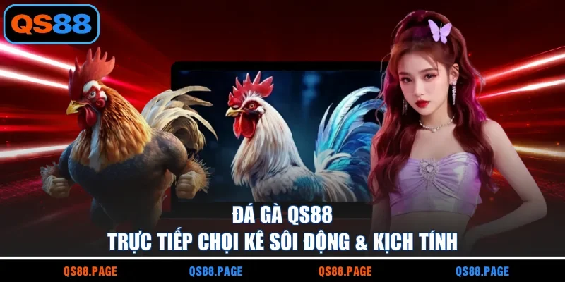 Đá Gà QS88 | Trực Tiếp Chọi Kê Sôi Động & Kịch Tính