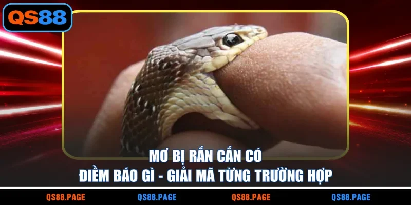 Mơ Bị Rắn Cắn Có Điềm Báo Gì - Giải Mã Từng Trường Hợp