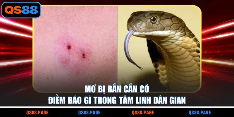 Mơ bị rắn cắn có điềm báo gì trong tâm linh dân gian
