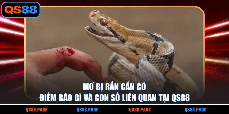 Mơ bị rắn cắn có điềm báo gì và con số liên quan tại QS88